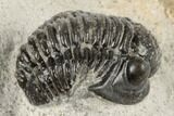 Detailed Gerastos Trilobite Fossil - Morocco #193947-1